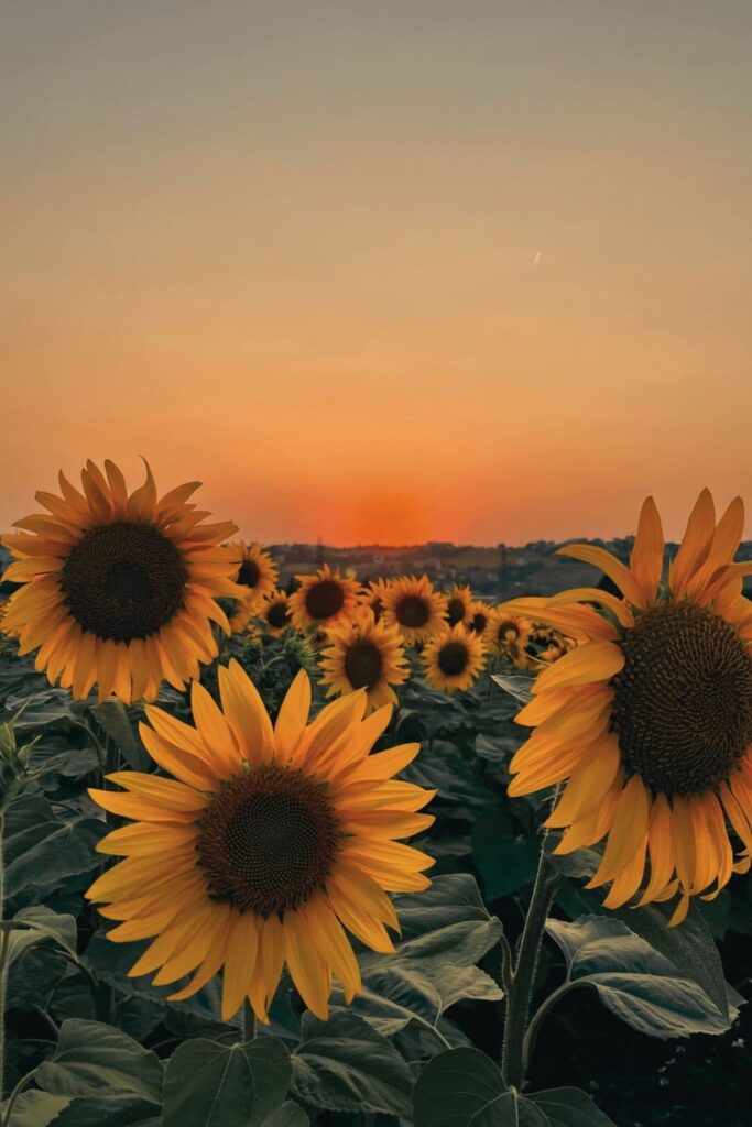 Field of sunflowers