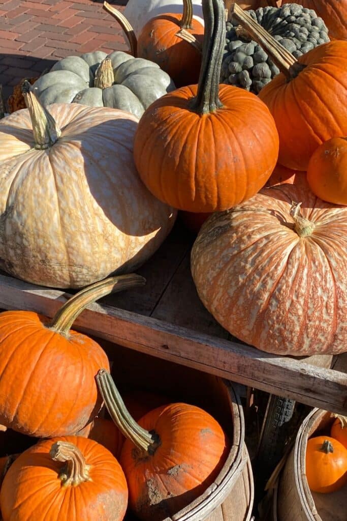 Fall pumpkins